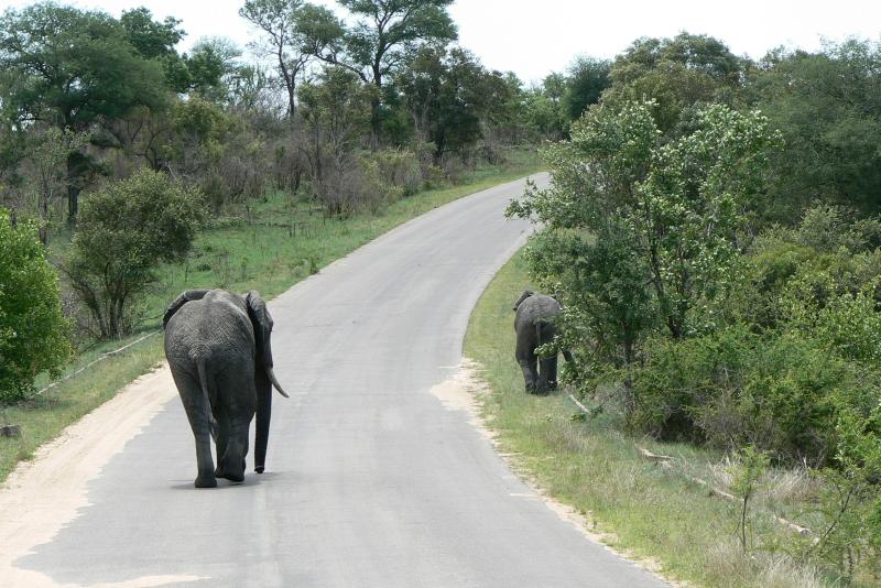 21 REGIONE DEL MPUMALANGA Parco Kruger